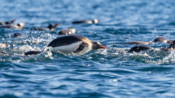 HDS29-26, Day 19, 0Q9A2212 © Martin Anstee - Oceanwide Expeditions.jpg