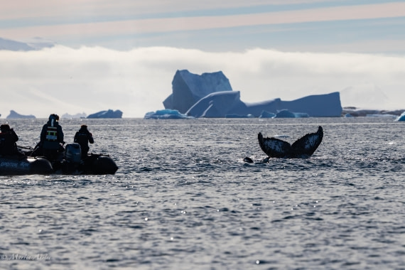 HDS29-26, Day 19, 0Q9A2240 © Martin Anstee - Oceanwide Expeditions.jpg
