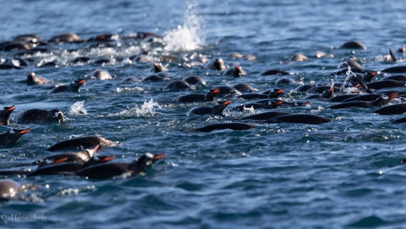 HDS29-26, Day 19, 0Q9A2302 © Martin Anstee - Oceanwide Expeditions.jpg