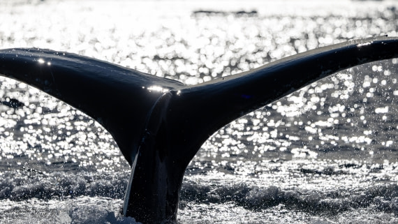 HDS29-26, Day 19, 0Q9A2324 © Martin Anstee - Oceanwide Expeditions.jpg