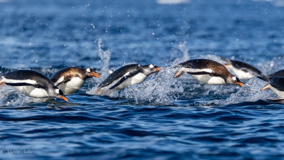 HDS29-26, Day 19, 0Q9A2503 © Martin Anstee - Oceanwide Expeditions.jpg