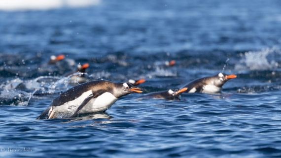 HDS29-26, Day 19, 0Q9A2535 © Martin Anstee - Oceanwide Expeditions.jpg