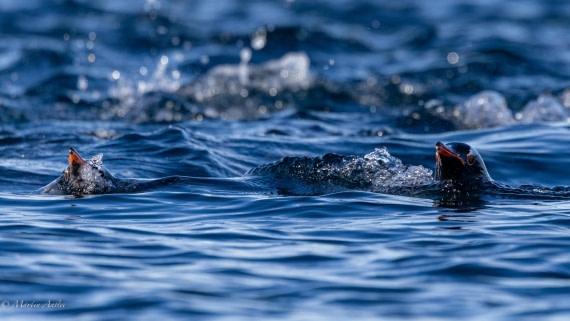 HDS29-26, Day 19, 0Q9A2566 © Martin Anstee - Oceanwide Expeditions.jpg