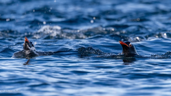 HDS29-26, Day 19, 0Q9A2568 © Martin Anstee - Oceanwide Expeditions.jpg