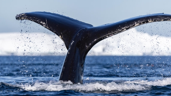 HDS29-26, Day 19, 0Q9A2575 © Martin Anstee - Oceanwide Expeditions.jpg