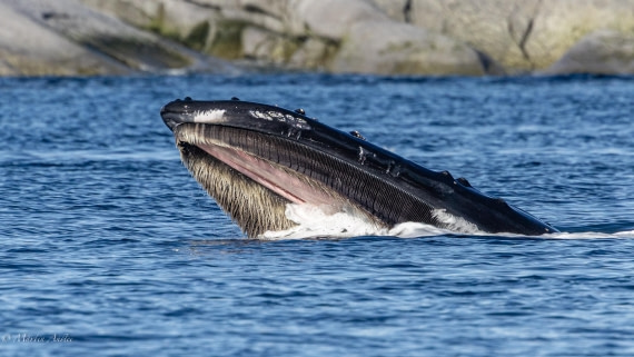 HDS29-26, Day 19, 0Q9A2774 © Martin Anstee - Oceanwide Expeditions.jpg