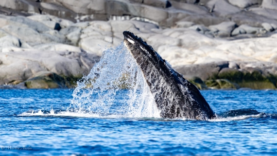 HDS29-26, Day 19, 0Q9A2777 © Martin Anstee - Oceanwide Expeditions.jpg