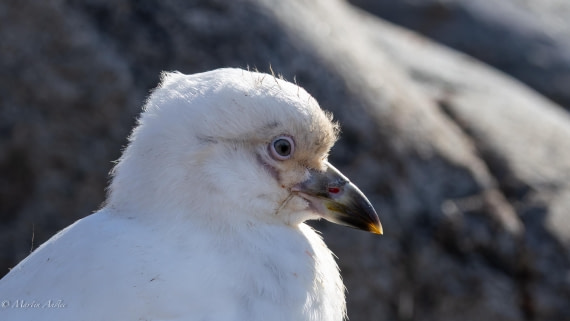 HDS29-26, Day 19, 0Q9A2866 © Martin Anstee - Oceanwide Expeditions.jpg