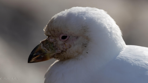 HDS29-26, Day 19, 0Q9A2980 © Martin Anstee - Oceanwide Expeditions.jpg