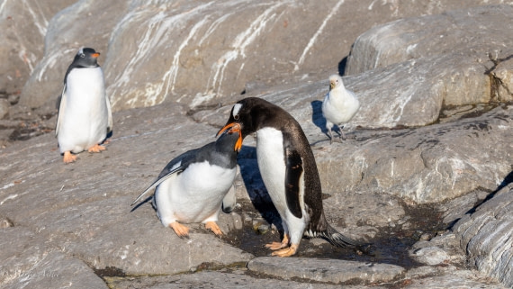 HDS29-26, Day 19, 0Q9A3129 © Martin Anstee - Oceanwide Expeditions.jpg