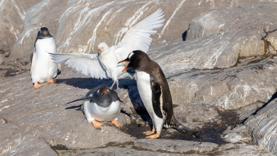 HDS29-26, Day 19, 0Q9A3141 © Martin Anstee - Oceanwide Expeditions.jpg