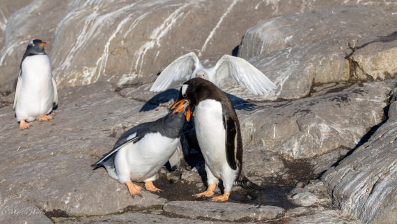 HDS29-26, Day 19, 0Q9A3169 © Martin Anstee - Oceanwide Expeditions.jpg