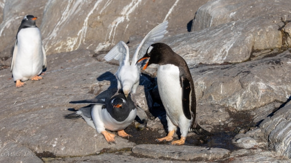 HDS29-26, Day 19, 0Q9A3173 © Martin Anstee - Oceanwide Expeditions.jpg