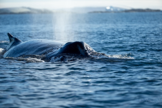 HDS29-26, Day 19, 493A3333 © Frank Shi - Oceanwide Expeditions.jpg