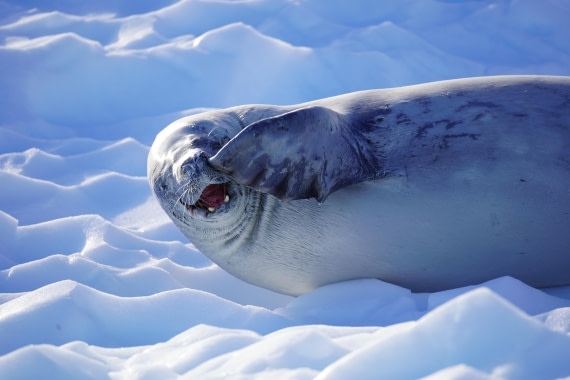 HDS29-26, Day 19, DSC02690 © Jessica Bakker - Oceanwide Expeditions.JPG