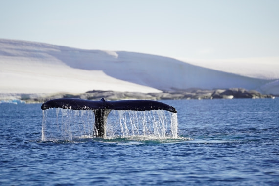HDS29-26, Day 19, DSC02900 © Jessica Bakker - Oceanwide Expeditions.JPG