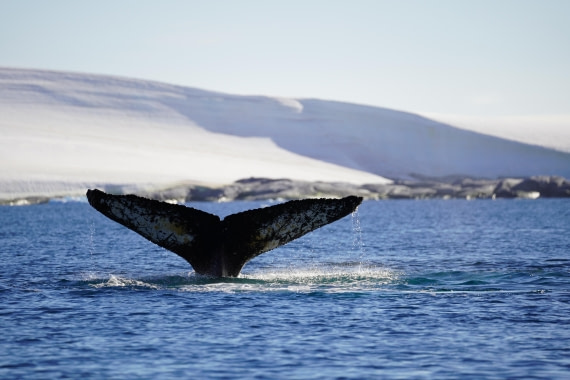 HDS29-26, Day 19, DSC02908 © Jessica Bakker - Oceanwide Expeditions.JPG