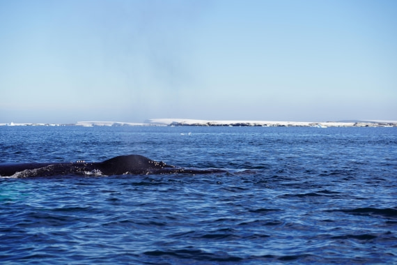 HDS29-26, Day 19, DSC02989 © Jessica Bakker - Oceanwide Expeditions.JPG