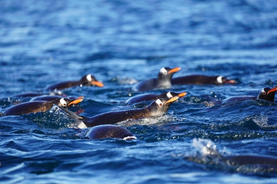 HDS29-26, Day 19, DSC03025 © Jessica Bakker - Oceanwide Expeditions.JPG