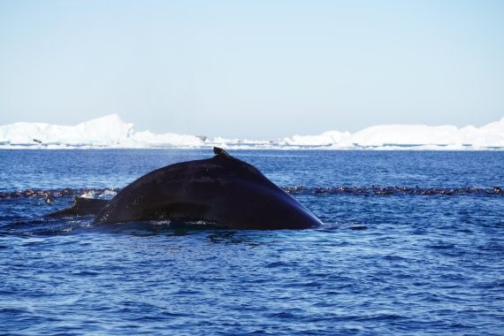 HDS29-26, Day 19, DSC03053 © Jessica Bakker - Oceanwide Expeditions.JPG