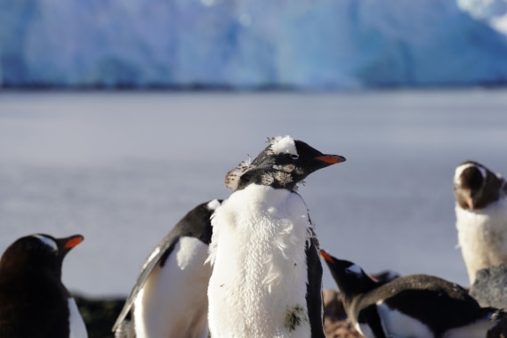 HDS29-26, Day 19, DSC03549 © Jessica Bakker - Oceanwide Expeditions.JPG