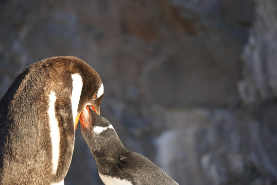 HDS29-26, Day 19, DSC03665 © Jessica Bakker - Oceanwide Expeditions.JPG