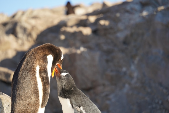 HDS29-26, Day 19, DSC03672 © Jessica Bakker - Oceanwide Expeditions.JPG