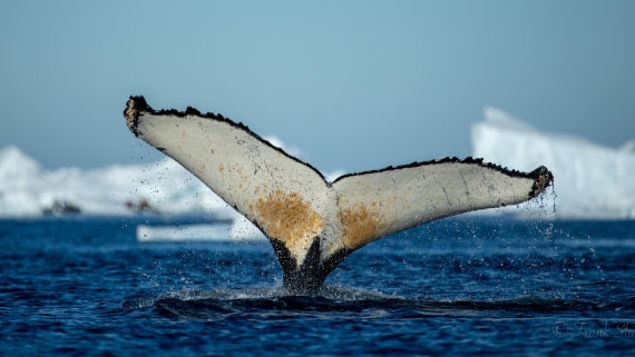 HDS29-26, Day 19, Port Charcot 06.03 493A3393 © Frank Shi - Oceanwide Expeditions.jpg