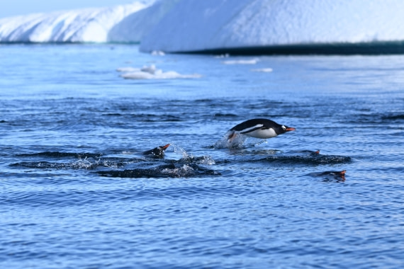 HDS29-26, Day 19, SAS_6799 © Saskia van der Meij - Oceanwide Expeditions.JPG