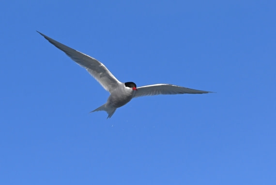 HDS29-26, Day 19, SAS_6926 © Saskia van der Meij - Oceanwide Expeditions.JPG