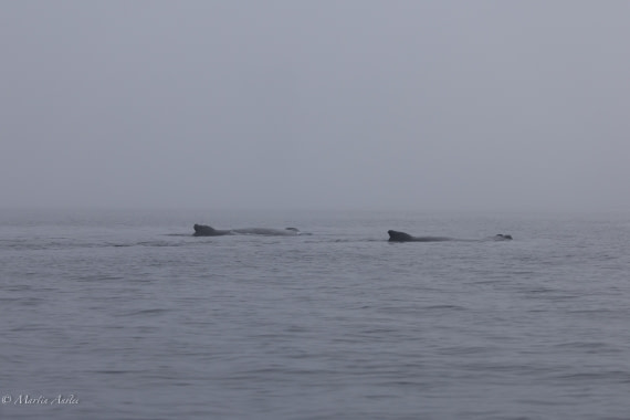 HDS29-26, Day 20, 0Q9A3207 © Martin Anstee - Oceanwide Expeditions.jpg