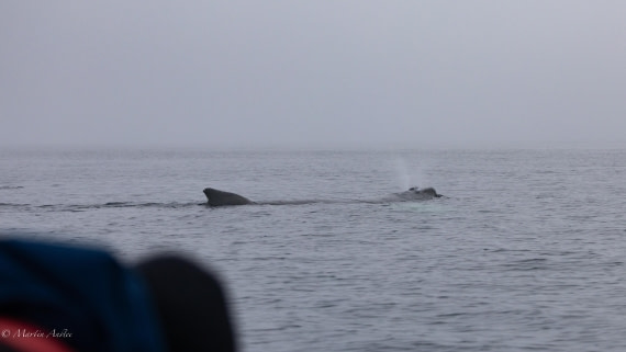 HDS29-26, Day 20, 0Q9A3211 © Martin Anstee - Oceanwide Expeditions.jpg