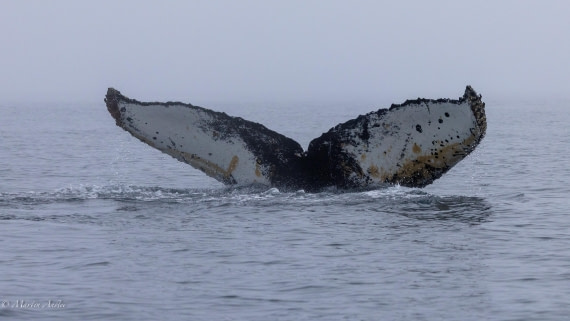 HDS29-26, Day 20, 0Q9A3262 © Martin Anstee - Oceanwide Expeditions.jpg