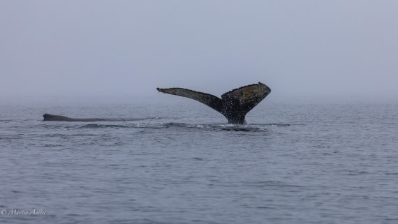 HDS29-26, Day 20, 0Q9A3271 © Martin Anstee - Oceanwide Expeditions.jpg