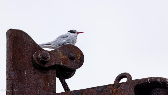 HDS29-26, Day 20, 0Q9A3304 © Martin Anstee - Oceanwide Expeditions.jpg