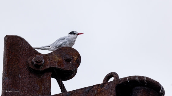 HDS29-26, Day 20, 0Q9A3306 © Martin Anstee - Oceanwide Expeditions.jpg