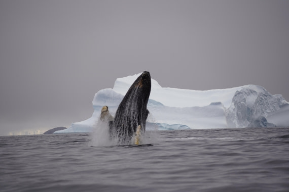 HDS29-26, Day 20, DSC03922 © Jessica Bakker - Oceanwide Expeditions.JPG