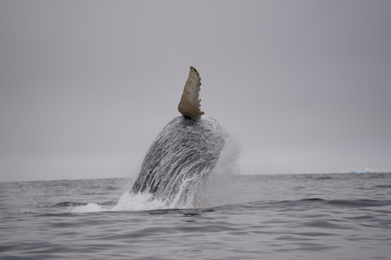 HDS29-26, Day 20, DSC03952 © Jessica Bakker - Oceanwide Expeditions.JPG