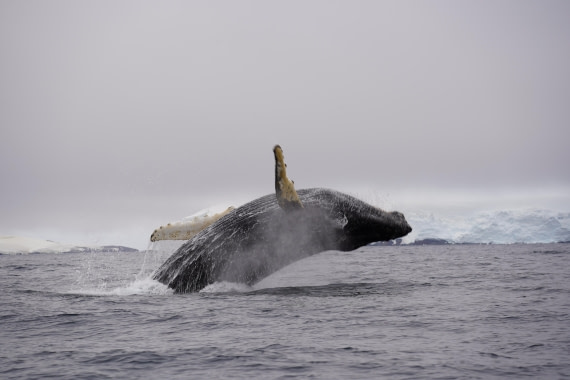 HDS29-26, Day 20, DSC04003 © Jessica Bakker - Oceanwide Expeditions.JPG