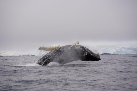 HDS29-26, Day 20, DSC04004 © Jessica Bakker - Oceanwide Expeditions.JPG