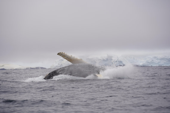 HDS29-26, Day 20, DSC04006 © Jessica Bakker - Oceanwide Expeditions.JPG