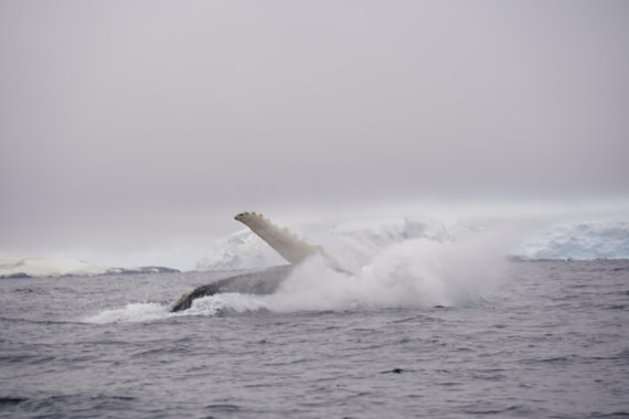 HDS29-26, Day 20, DSC04007 © Jessica Bakker - Oceanwide Expeditions.JPG