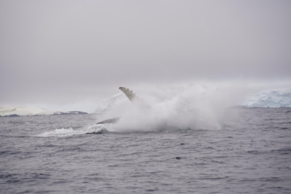 HDS29-26, Day 20, DSC04008 © Jessica Bakker - Oceanwide Expeditions.JPG