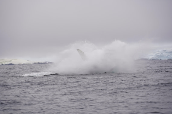 HDS29-26, Day 20, DSC04009 © Jessica Bakker - Oceanwide Expeditions.JPG