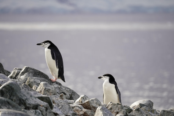 HDS29-26, Day 20, DSC04316 © Jessica Bakker - Oceanwide Expeditions.JPG