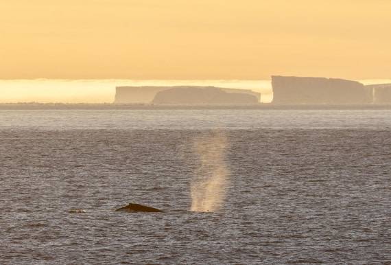 Golden Breath of Antarctica