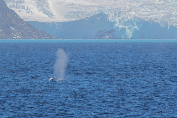 Fin Whales