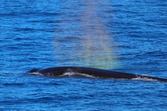 Fin Whale spectrum