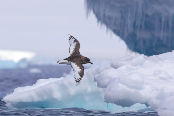 Antarctic Petrel