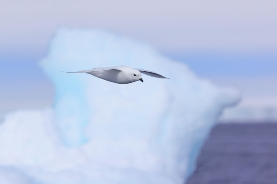 Snow Patrol.  Snow Petrel